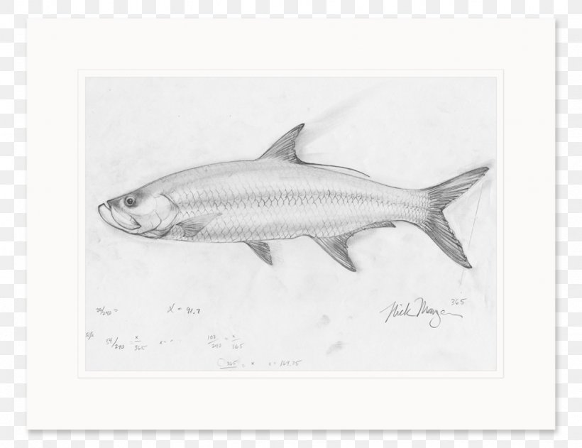 Sardine Requiem Sharks Milkfish Qatar Petroleum, PNG, 1024x788px, Sardine, Drawing, Fauna, Fin, Fish Download Free