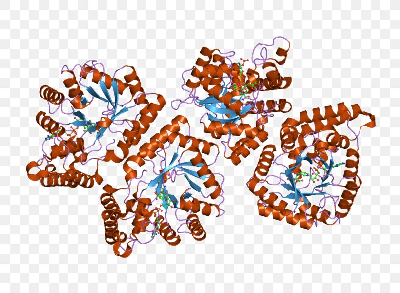 AKR7A2 Art Enzyme Aldose Reductase Aflatoxin B1, PNG, 800x600px, Art, Aflatoxin, Aflatoxin B1, Aldehyde, Aldose Reductase Download Free