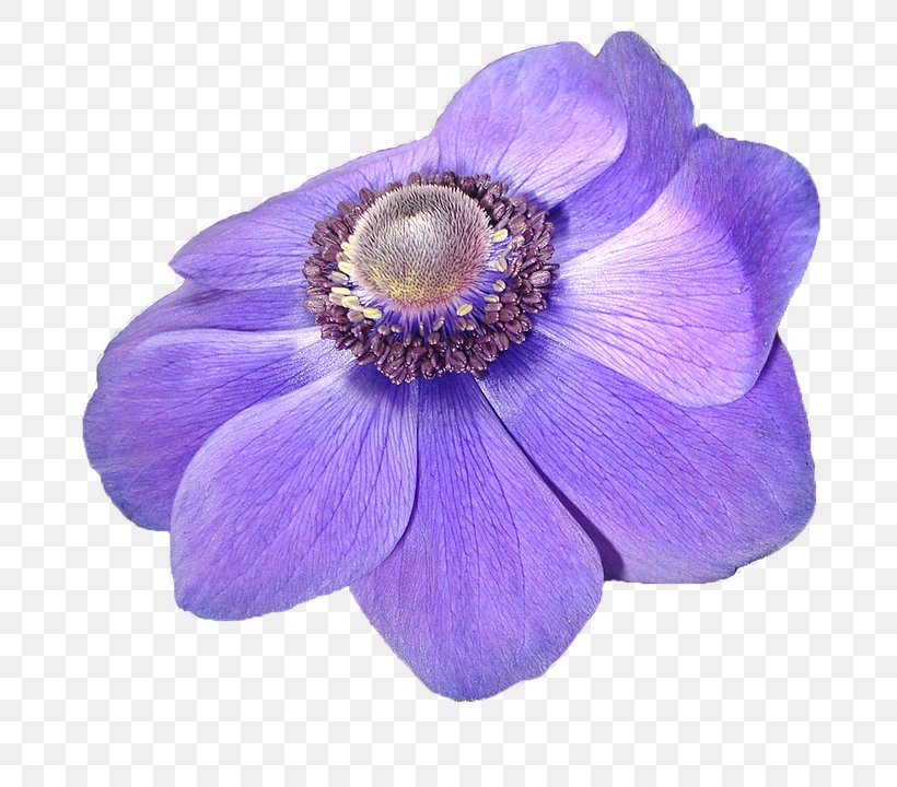 Anemone Violet Flower Image Light, PNG, 820x720px, Anemone, Blue, Cobalt Blue, Color, Flower Download Free