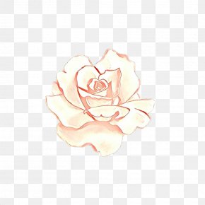Hybrid Tea Rose Plant - Garden Roses PNG