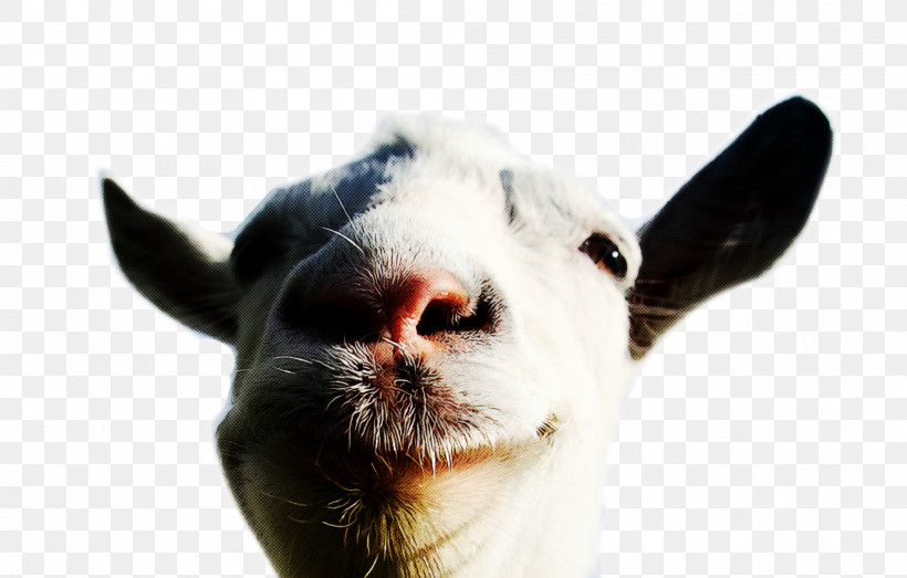 Goat Mmo Simulator Goat Simulator: Waste Of Space Goatz Goat, PNG, 2000x1276px, Goat Mmo Simulator, Ayano Aishi, Bee Simulator, Goat, Goat Simulator Download Free