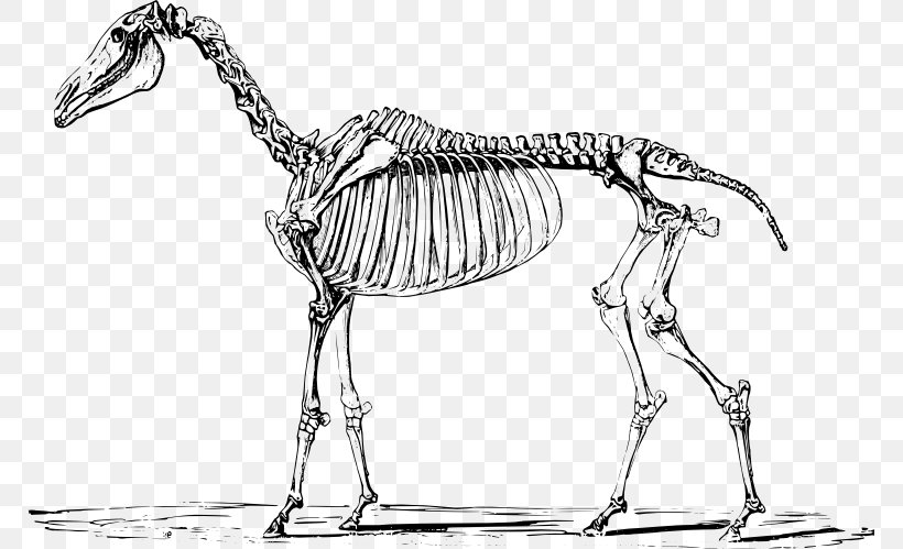 Horse Unicorn Drawing Skeleton Mythology, PNG, 768x499px, Horse, Animal, Animal Figure, Arts, Artwork Download Free