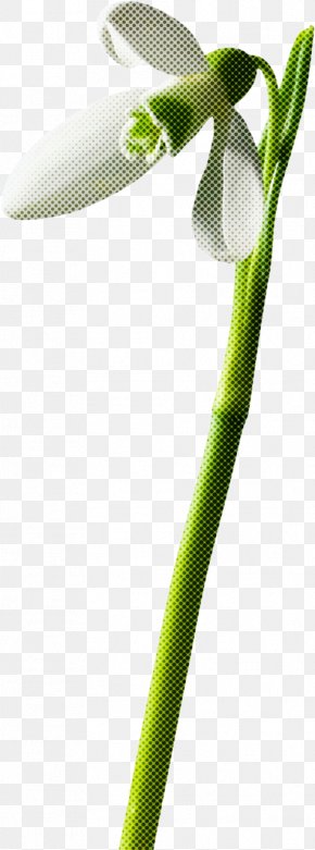 Plant Sports Equipment - World Wide Web PNG