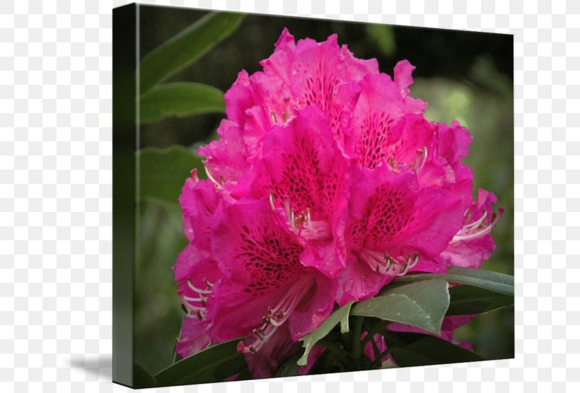 Azalea Rhododendron Pink M Family Annual Plant, PNG, 650x556px, Azalea, Annual Plant, Ericales, Family, Family Film Download Free