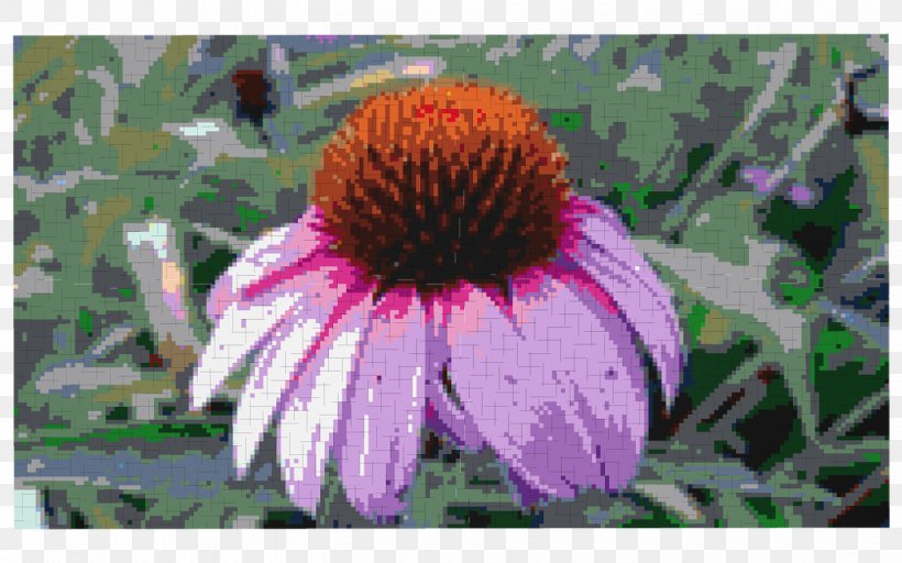Coneflower Annual Plant, PNG, 1440x900px, Coneflower, Annual Plant, Aster, Daisy Family, Flower Download Free