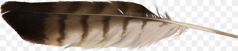 Feather Bird Zagros Mountains Orange, PNG, 2500x538px, Feather, Bird, Brown, Color, Eyebrow Download Free