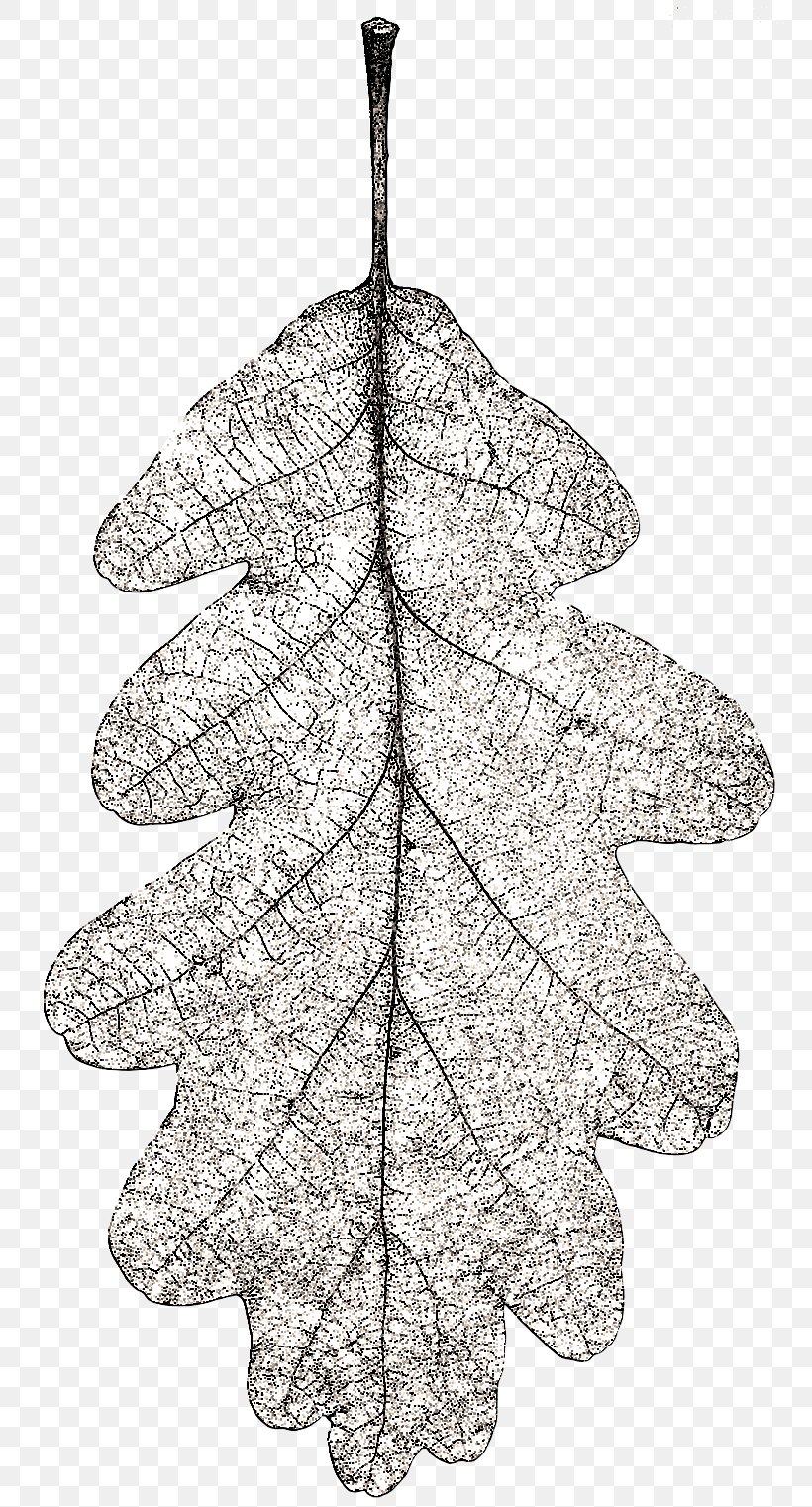 Pine Christmas Ornament Twig Leaf, PNG, 770x1521px, Pine, Black And White, Christmas, Christmas Ornament, Conifer Download Free