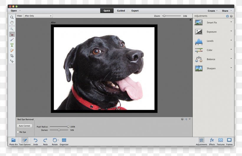 Adobe Photoshop Elements Tutorial, PNG, 1581x1021px, Adobe Photoshop Elements, Adobe After Effects, Adobe Bridge, Adobe Systems, Dog Download Free