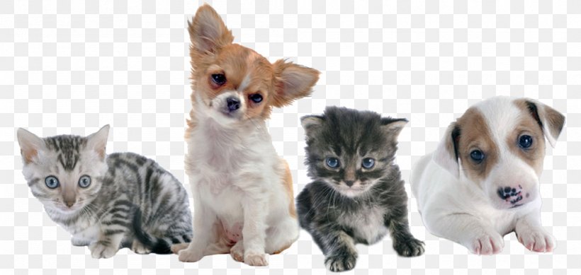 Cat Kitten Puppy Rottweiler Veterinarian, PNG, 999x475px, Cat, Animal, Carnivoran, Cat Like Mammal, Companion Dog Download Free