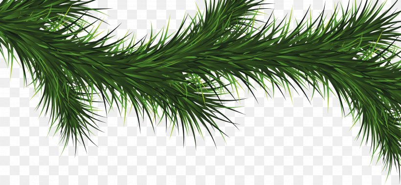 Fir Tree, PNG, 3515x1629px, Branch, Arecales, Christmas, Christmas Ornament, Christmas Tree Download Free