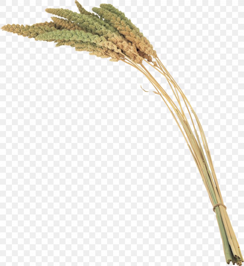 Grass Digital Image Clip Art, PNG, 2530x2758px, Grass, Advertising, Commodity, Digital Image, Emmer Download Free