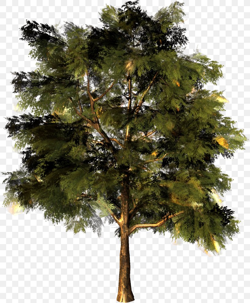 Larch Pine Fir Oak Tree, PNG, 820x993px, Larch, Branch, Conifer, Conifers, Evergreen Download Free