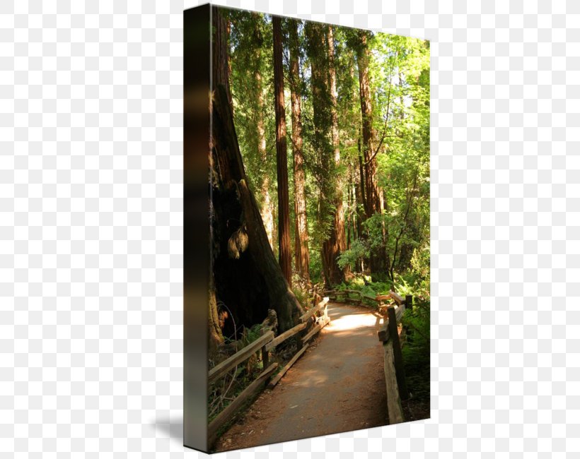 Nature Reserve Gallery Wrap Rainforest Bayou Sunlight, PNG, 408x650px, Nature Reserve, Art, Bayou, Canvas, Forest Download Free
