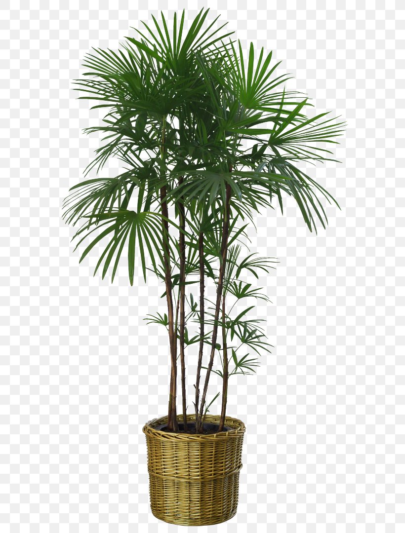 Potted Houseplant Flowerpot Palm Trees, PNG, 621x1080px, Potted, Arecales, Bonsai, Borassus Flabellifer, Desert Palm Download Free