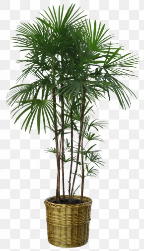 Plants - Potted Houseplant Flowerpot Palm Trees PNG