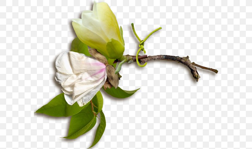 Rose Family Floral Design Cut Flowers Bud Plant Stem, PNG, 600x484px, Rose Family, Branch, Bud, Cut Flowers, Floral Design Download Free
