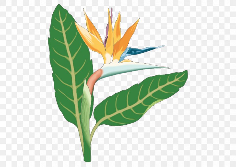 Bird-of-paradise Bird Of Paradise Flower Clip Art, PNG, 842x596px, Bird, Bird Of Paradise Flower, Birdofparadise, Flower, Leaf Download Free
