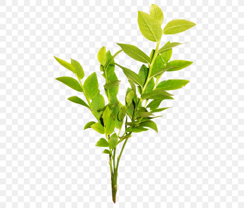 Leaf Green Tea Branch Computer File, PNG, 700x700px, Leaf, Android, Branch, Flowerpot, Google Images Download Free