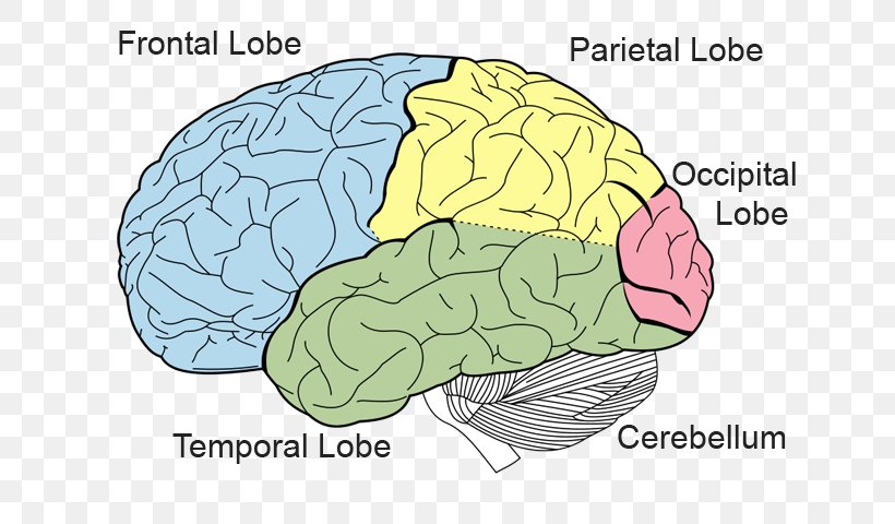 Lobes Of The Brain Frontal Lobe Parietal Lobe Occipital Lobe, PNG, 640x480px, Watercolor, Cartoon, Flower, Frame, Heart Download Free