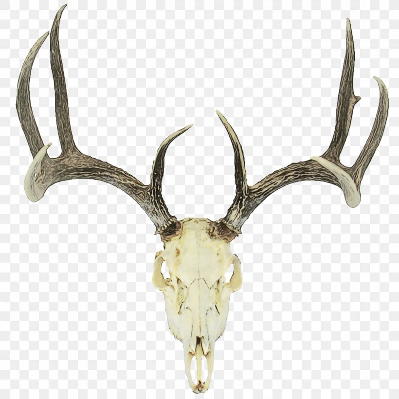Reindeer, PNG, 3000x3000px, Watercolor, Antler, Deer, Elk, Horn Download Free