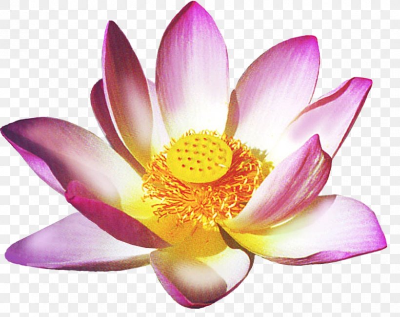 Spirituality Germany Lotus Thai Massage Reiki Healing, PNG, 855x677px, Spirituality, Aquatic Plant, Faith Healing, Flower, Flowering Plant Download Free