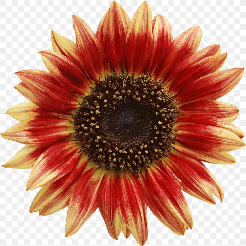 Common Sunflower Red Sunflower, PNG, 1196x1200px, Common Sunflower, Asterales, Blanket Flowers, Coneflower, Cut Flowers Download Free
