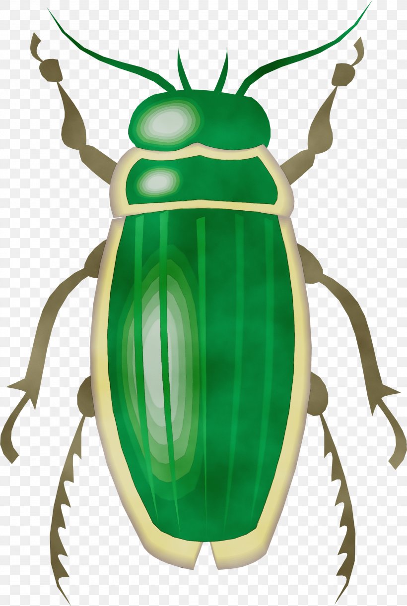 Insect Clip Art Beetle Cetoniidae Ground Beetle, PNG, 2012x2999px, Watercolor, Beetle, Blister Beetles, Cetoniidae, Ground Beetle Download Free