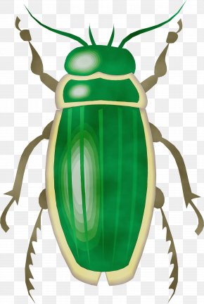 Stag Beetles Blister Beetles - Insect Clip Art Beetle Cetoniidae Ground Beetle PNG