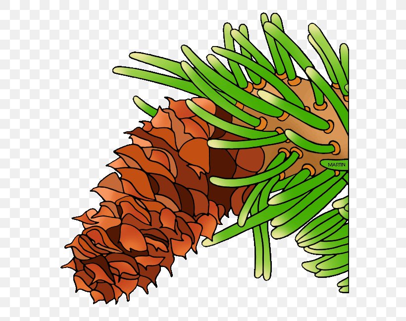 Bristlecone Pine Conifer Cone Tree Clip Art, PNG, 591x648px, Bristlecone Pine, Botany, Branch, Commodity, Cone Download Free
