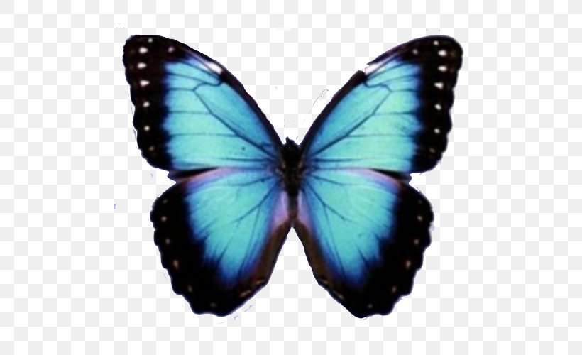 Butterfly, PNG, 500x500px, Butterfly, Arthropod, Brush Footed Butterfly, Butterflies And Moths, Butterfly Net Download Free