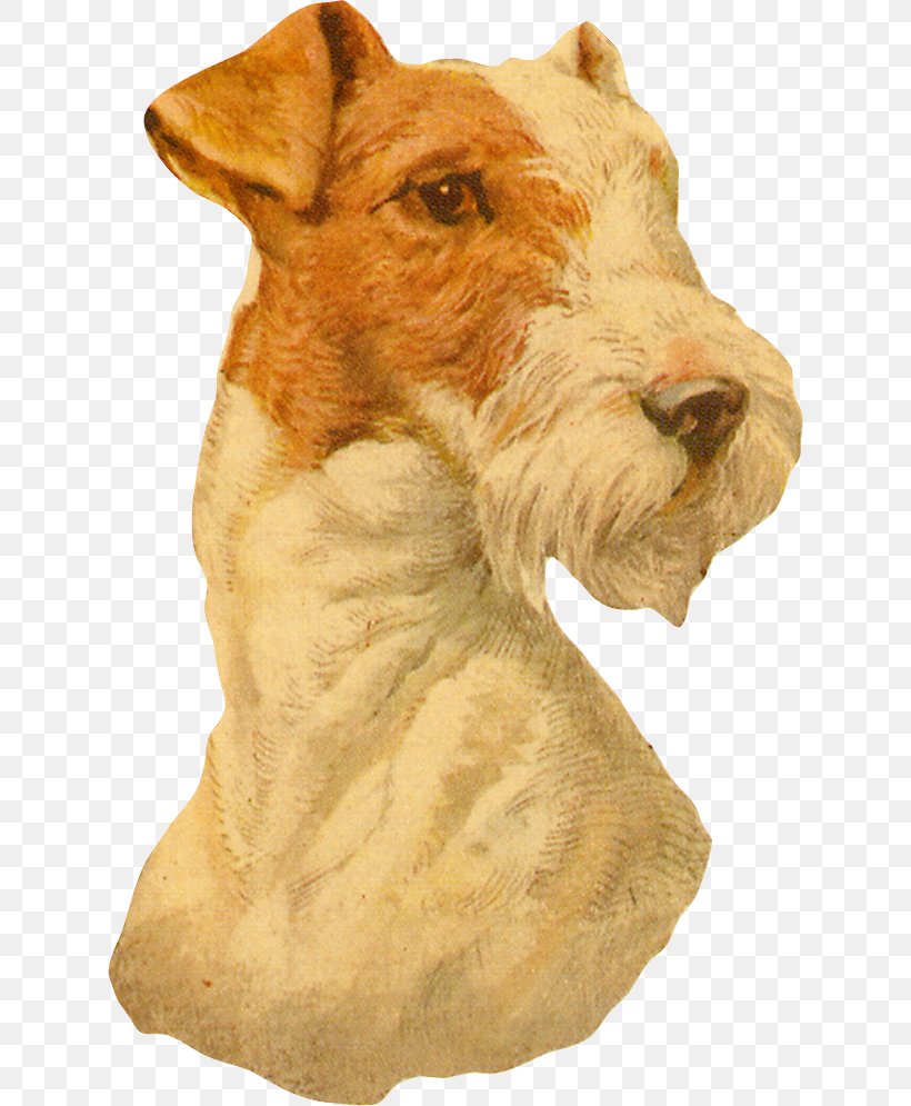 Fox Cartoon, PNG, 626x995px, Lakeland Terrier, Airedale Terrier, Breed, Canidae, Carnivore Download Free