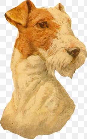 Welsh Terrier Sealyham Terrier - Fox Cartoon PNG