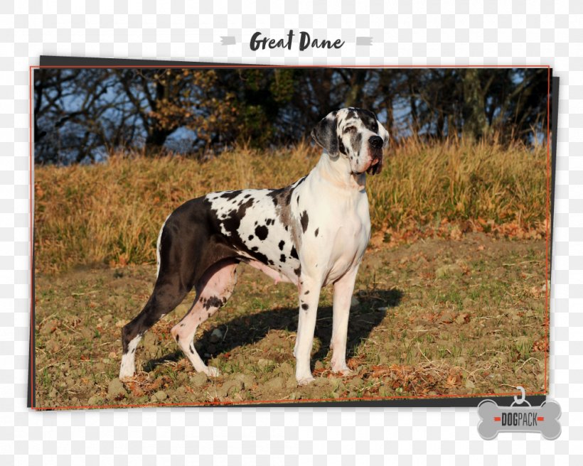 Great Dane German Shepherd Dog Breed Dobermann Boxer, PNG, 1000x800px, Great Dane, Blue Merle, Boxer, Breed, Carnivoran Download Free
