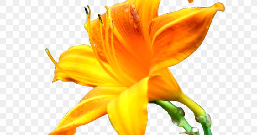 Image Editing, PNG, 1200x630px, Editing, Closeup, Daylily, Flower, Flowering Plant Download Free