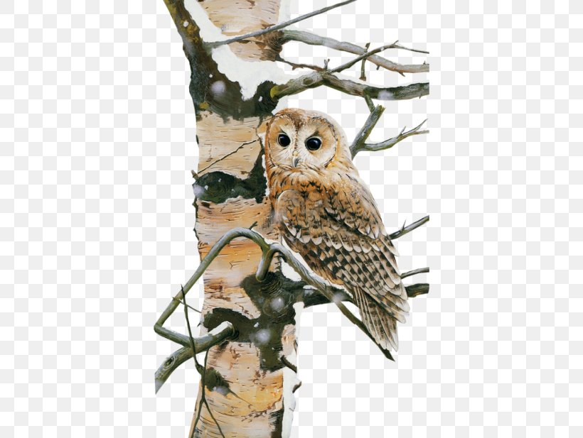 Owl Bird Nocturnality, PNG, 388x617px, Owl, Animal, Beak, Bird, Bird Of Prey Download Free