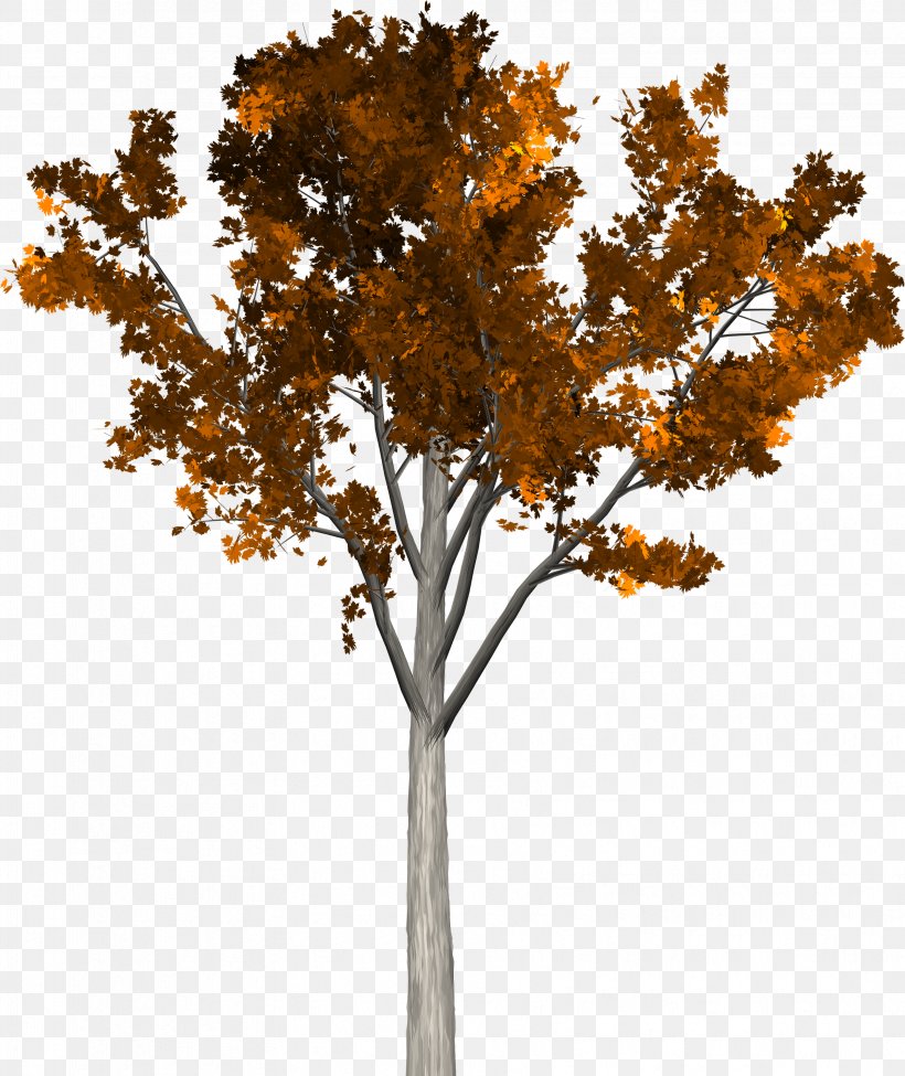 Twig Tree Autumn, PNG, 3346x3980px, Twig, Adonidia, Arecaceae, Autumn, Branch Download Free