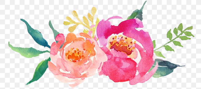 Watercolor Painting Peony Clip Art, Png, 769X366Px, Watercolor Painting, Art, Chinese Peony, Common Peony, Cut Flowers