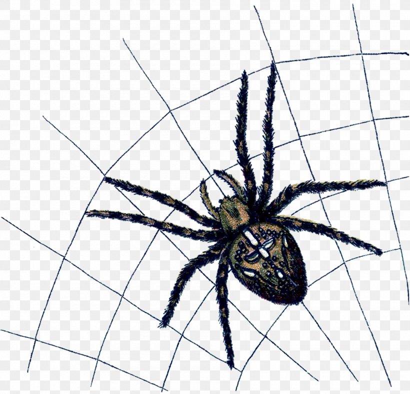Widow Spiders Angulate Orbweavers Arthropod Animal, PNG, 1800x1728px, Spider, Angulate Orbweavers, Animal, Arachnid, Araneus Download Free