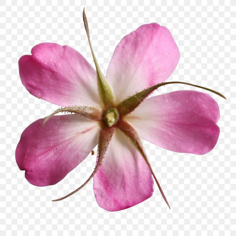 Wildflower Cut Flowers Clip Art, PNG, 1280x1280px, Flower, Blossom, Color, Cut Flowers, Digital Image Download Free