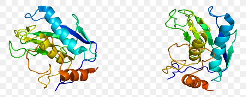 Matrix Metallopeptidase 12 Matrix Metalloproteinase Enzyme Gene, PNG, 800x326px, Watercolor, Cartoon, Flower, Frame, Heart Download Free