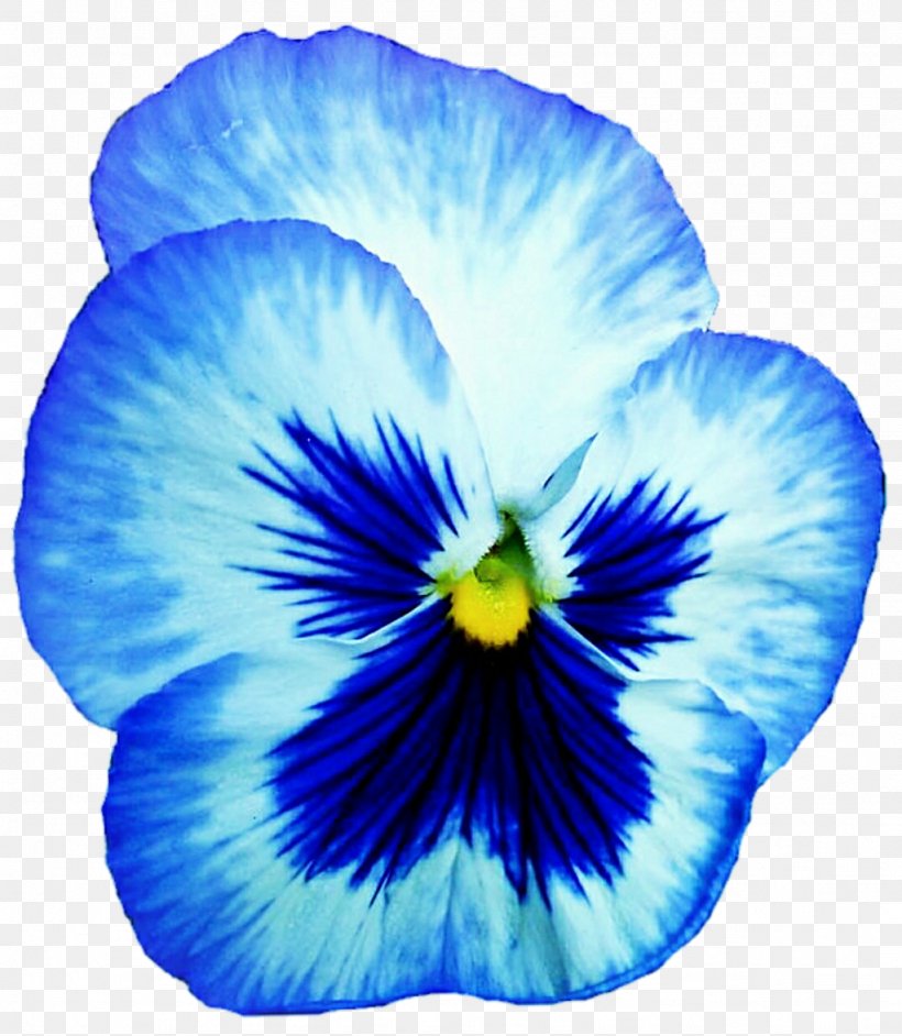 Pansy Butterfly Violet Junonia Orithya Flower, PNG, 1024x1177px, Pansy, Annual Plant, Blue, Butterfly, Cobalt Blue Download Free