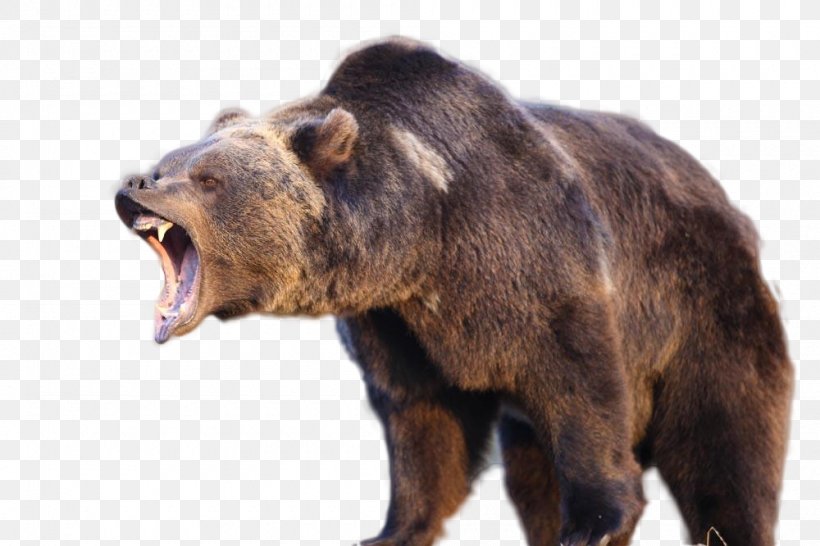 American Black Bear Kodiak National Wildlife Refuge Grizzly Bear Kodiak Bear Bear Attack, PNG, 1000x666px, Watercolor, Cartoon, Flower, Frame, Heart Download Free