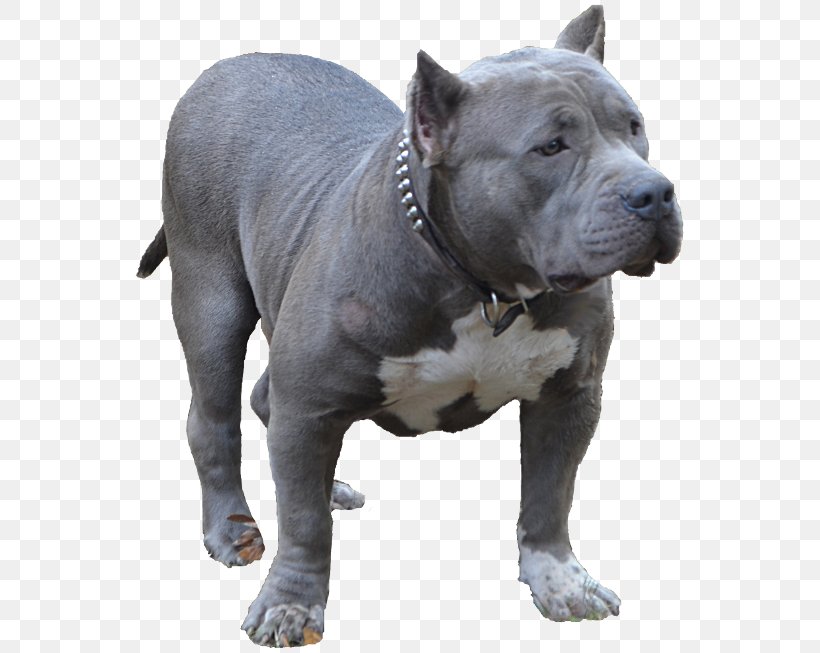 American Pit Bull Terrier American Bully Dog Breed Toy Bulldog, PNG, 550x653px, American Pit Bull Terrier, American Bully, Blue Nose, Breed, Bulldog Download Free