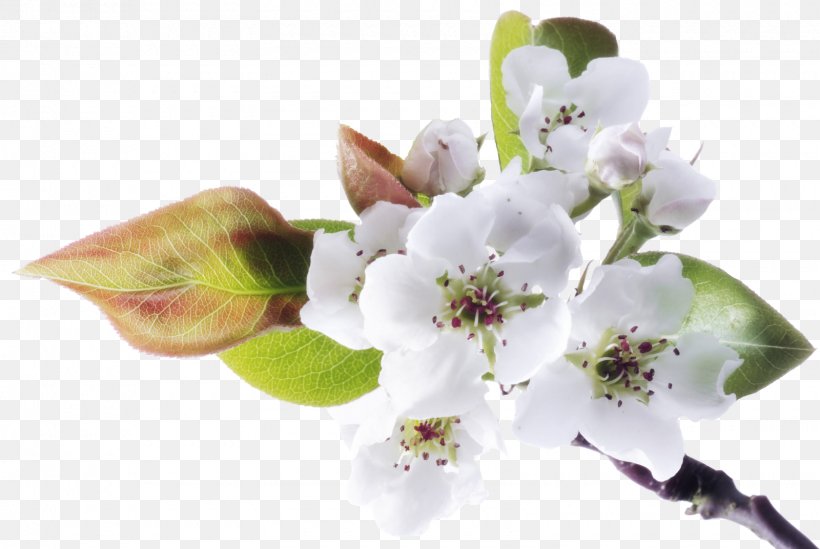 Flower Stock Photography Blog, PNG, 1600x1072px, Flower, Alamy, Blog, Blossom, Branch Download Free