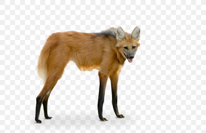 Maned Wolf Red Fox Szeged Zoo Photography, PNG, 800x532px, Wolf, Canidae, Carnivoran, Chrysocyon, Coyote Download Free