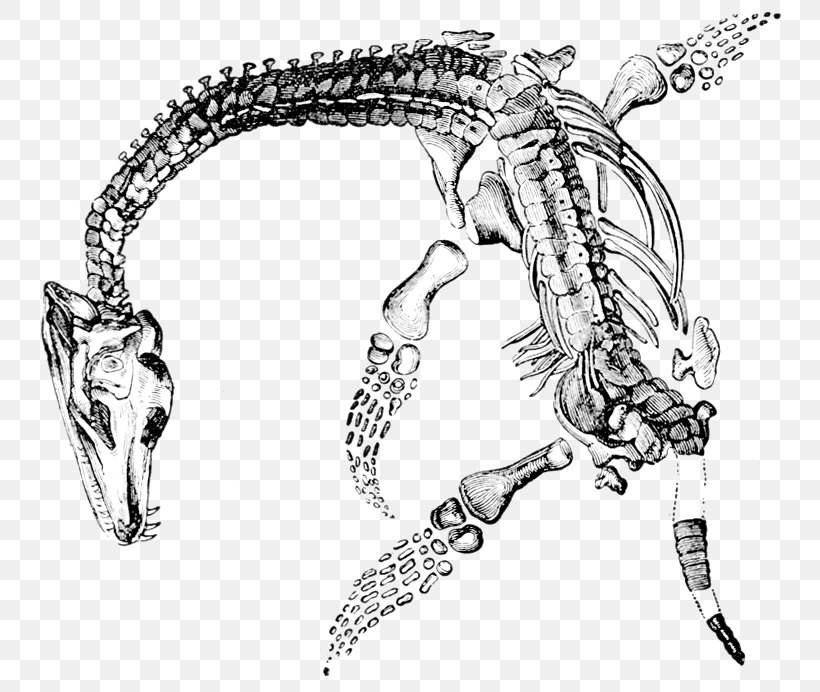 Elasmosaurus Plesiosauria Plesiosaurus Fossil Jurassic Coast, PNG, 770x692px, Elasmosaurus, Arm, Art, Artwork, Black And White Download Free