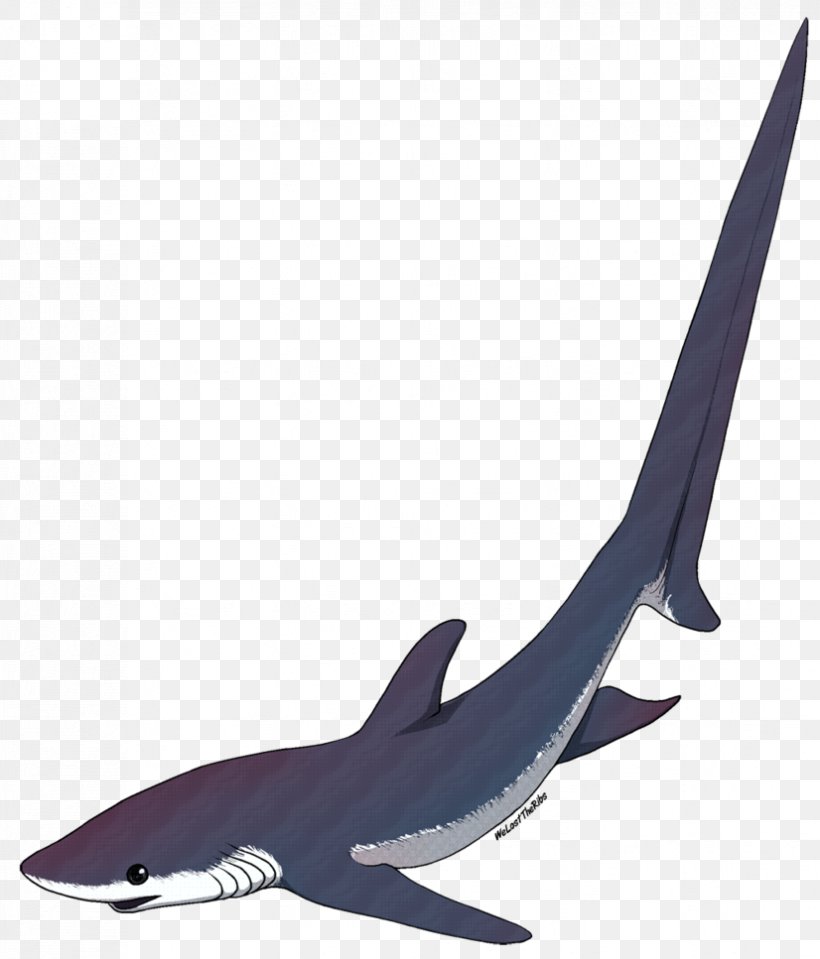 Shark USS Thresher (SSN-593) Isurus Oxyrinchus Chondrichthyes Common Thresher, PNG, 826x967px, Shark, Animal, Cartilaginous Fish, Chondrichthyes, Common Thresher Download Free
