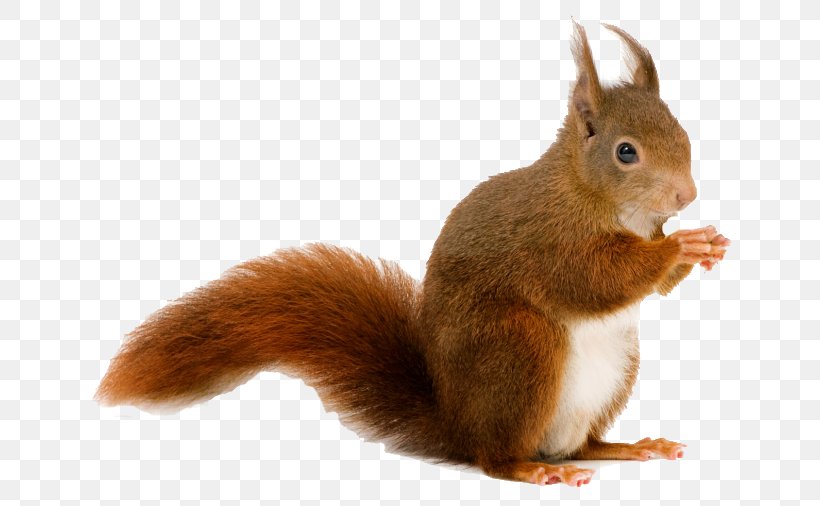 Squirrel Desktop Wallpaper Cat, PNG, 670x506px, Squirrel, Animal, Black Squirrel, Cat, Cottage Download Free