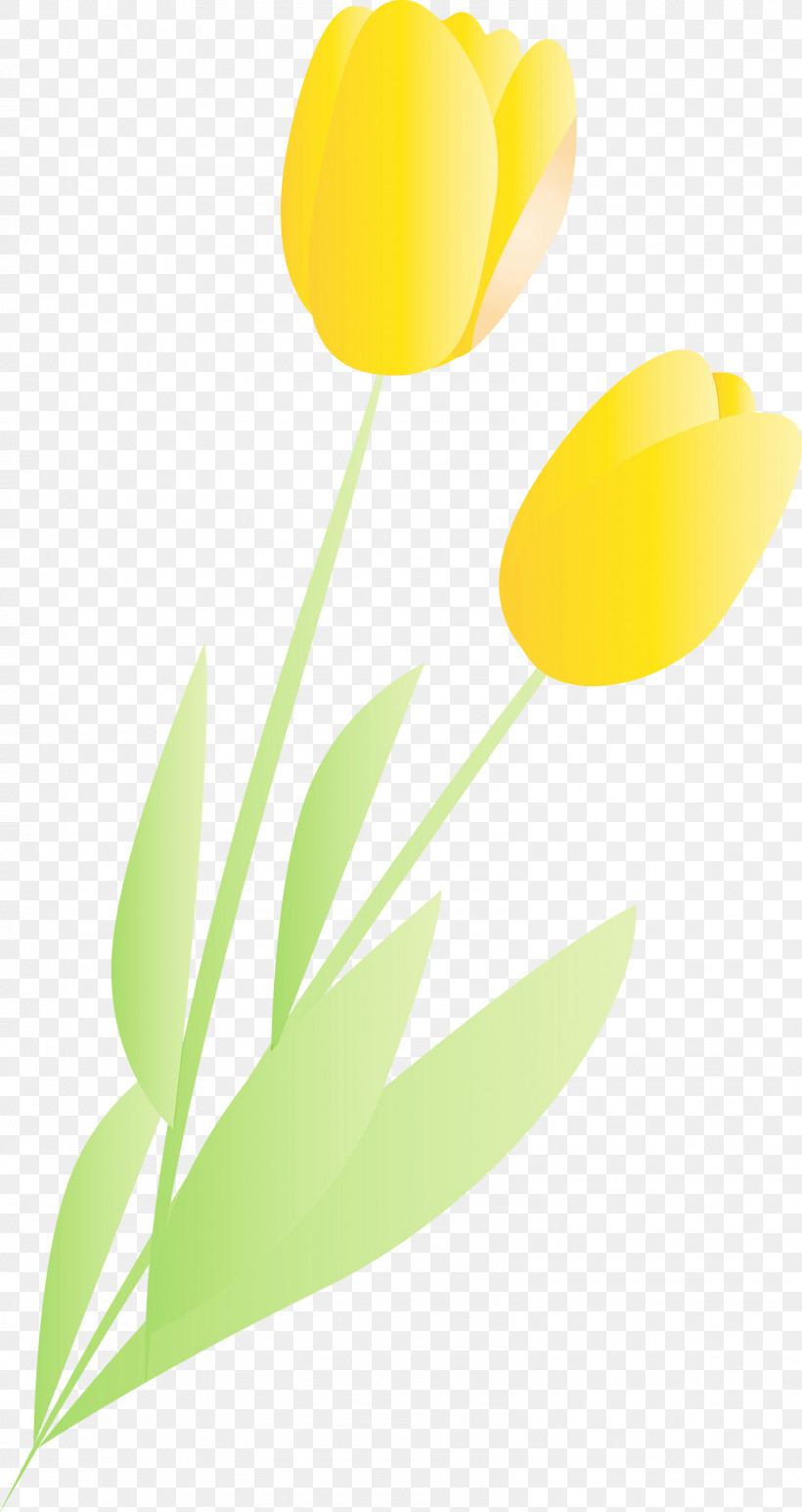 Yellow Tulip Flower Leaf Plant, PNG, 1592x3000px, Watercolor, Flower, Leaf, Lily Family, Paint Download Free