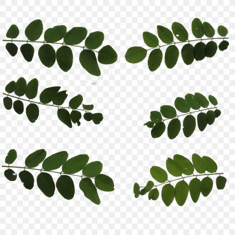 Leaf Plant Stem Font, PNG, 1024x1024px, Leaf, Branch, Grass, Green, Organism Download Free
